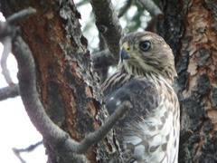 Accipiter cooperii