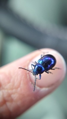 Chrysochus goniostoma