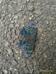 Dichorragia nesimachus formosanus