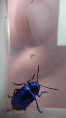 Chrysochus goniostoma