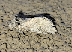 Astiptodonta aonides