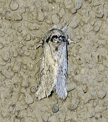 Astiptodonta aonides