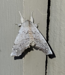 Olceclostera seraphica