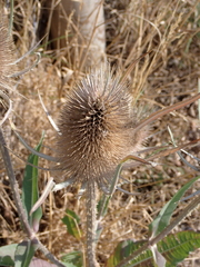 Dipsacus fullonum