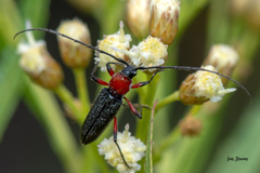 Stenosphenus sobrius