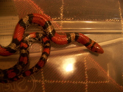 Cemophora coccinea copei