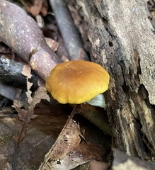 Cantharellus appalachiensis