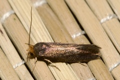 Cephimallota angusticostella