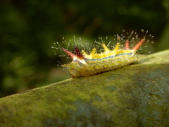 Birthamula rufa
