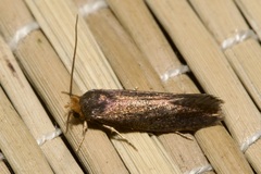 Cephimallota angusticostella