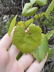 Vitis monticola