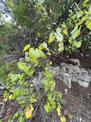 Vitis monticola