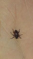 Chalcodermus