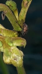 Chalcodermus