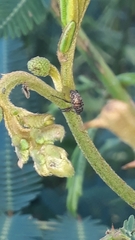 Chalcodermus