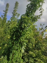 Humulus lupulus