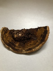 Inonotus munzii