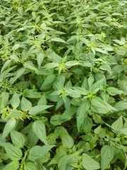 Urtica dioica