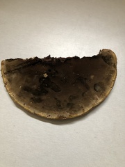 Inonotus munzii