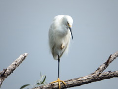 Egretta thula