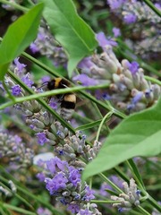 Bombus lucorum
