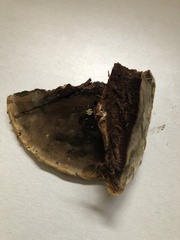 Inonotus munzii
