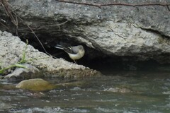 Motacilla cinerea cinerea