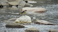 Motacilla cinerea cinerea