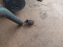 Pentatoma rufipes