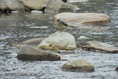 Motacilla cinerea cinerea
