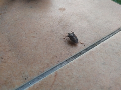 Pentatoma rufipes