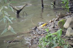 Motacilla cinerea cinerea