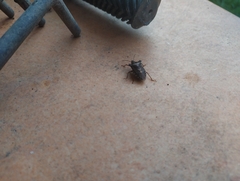 Pentatoma rufipes