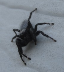 Phidippus octopunctatus