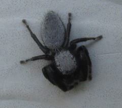 Phidippus octopunctatus