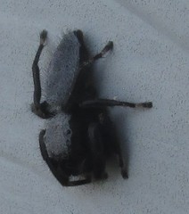 Phidippus octopunctatus