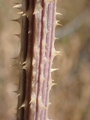 Dipsacus fullonum