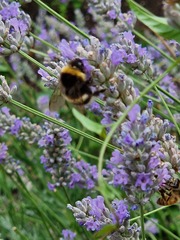 Bombus lucorum