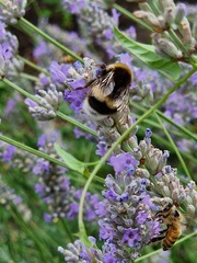 Bombus lucorum