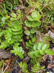 Cardamine yezoensis