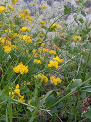 Lotus corniculatus