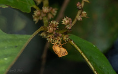 Ziziphus oenopolia