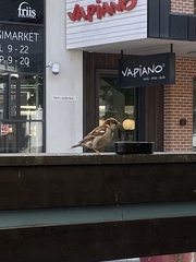 Passer domesticus