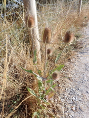 Dipsacus fullonum