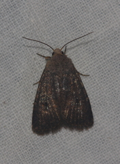 Caradrina flavirena