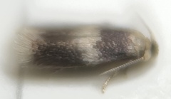 Stigmella nigriverticella