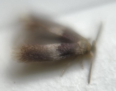 Stigmella nigriverticella