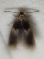 Stigmella nigriverticella