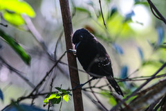 Cercomacra melanaria