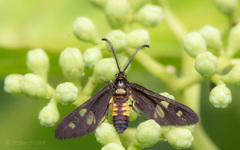 Thyrassia
